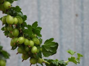 Agrest – sposób na lepsze zdrowie, piękny i młodszy wygląd